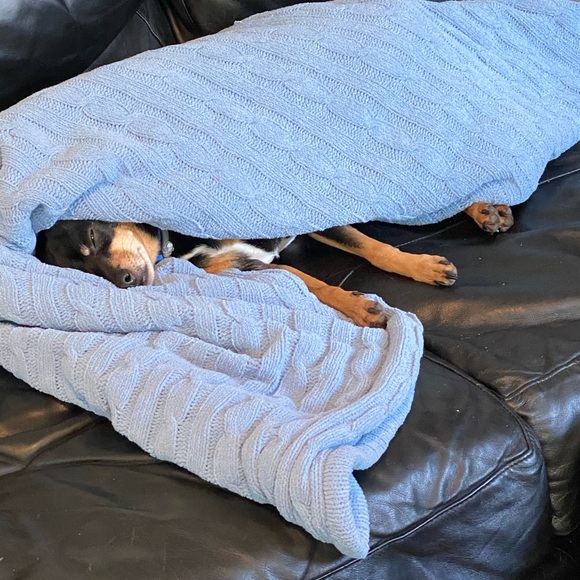 Meet your Posher, Otto - Picture 4 of 16